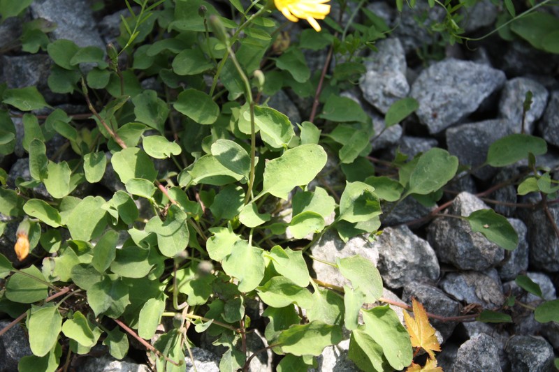 Creeping Lettuce photo 5