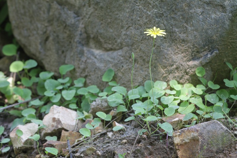 Creeping Lettuce photo 3