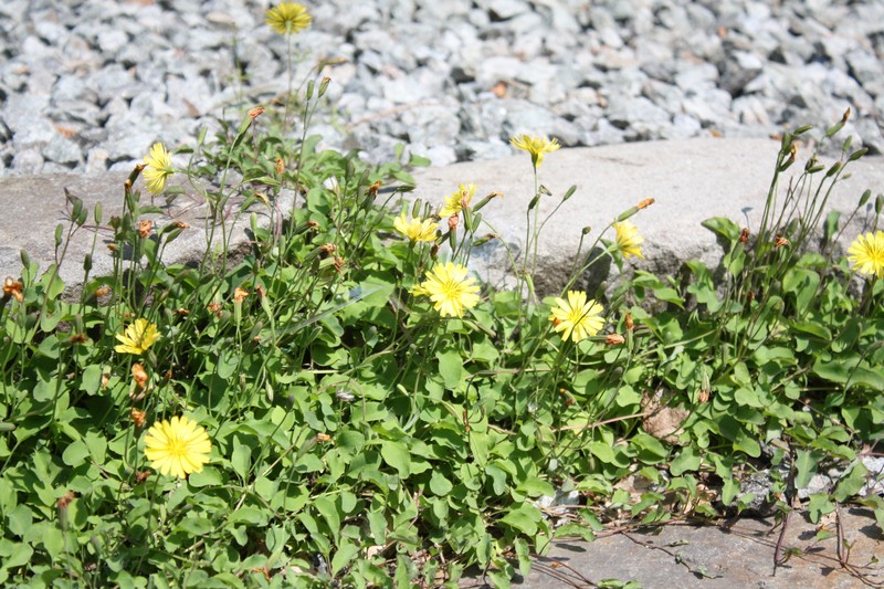 Creeping Lettuce photo 4