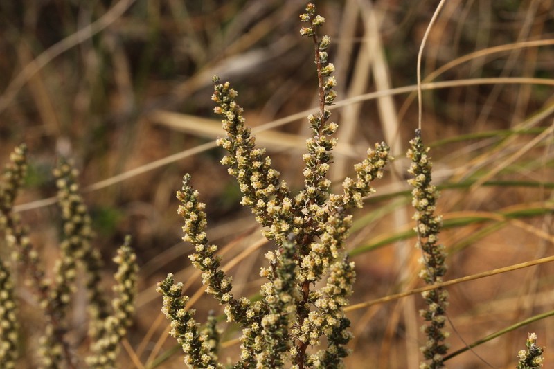 Ifloga ambigua photo 2