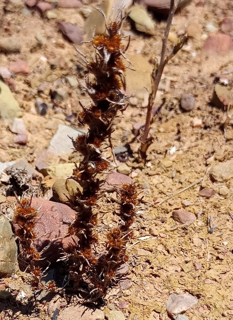 Ifloga anomala