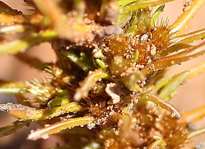 Ifloga anomala photo 3