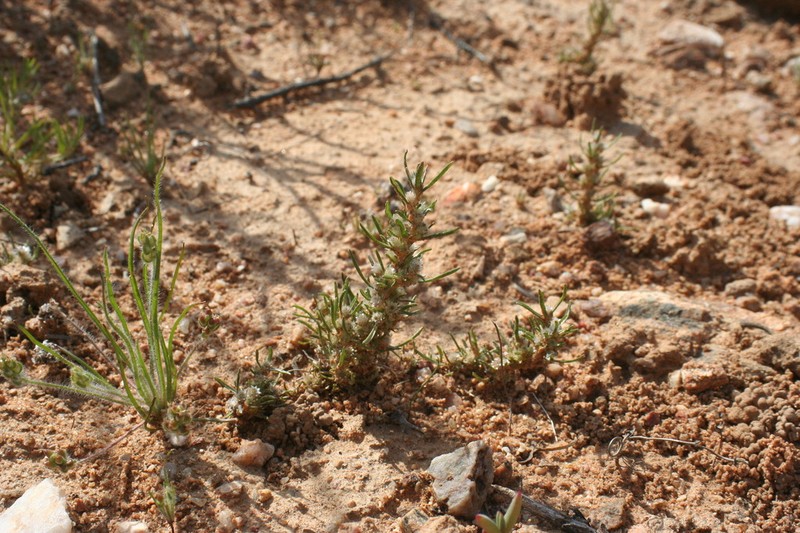 Ifloga candida