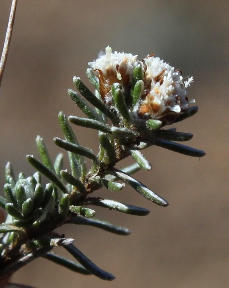 Ifloga decumbens