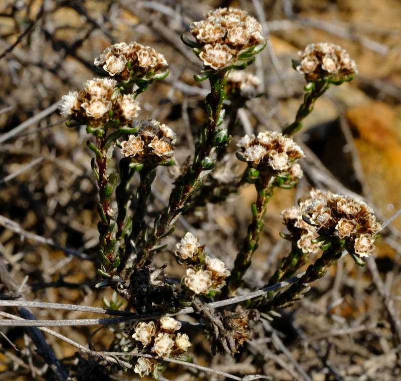 Ifloga decumbens photo 2