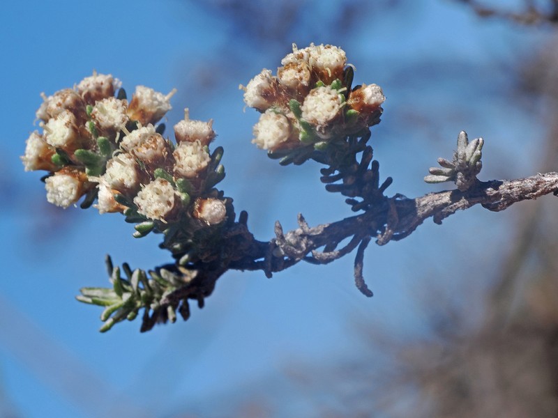 Ifloga decumbens photo 3