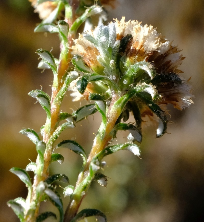 Ifloga decumbens photo 4