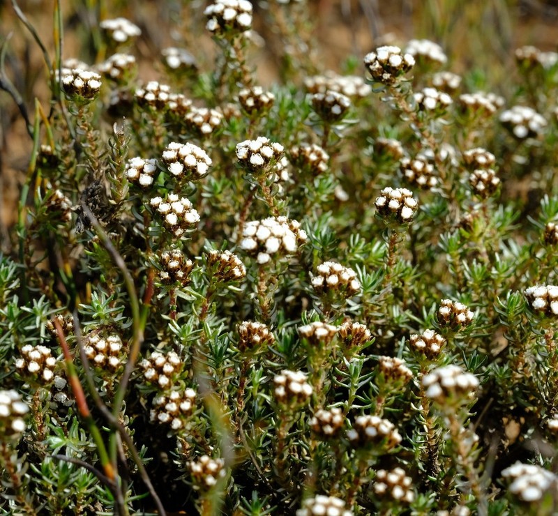 Ifloga decumbens photo 5