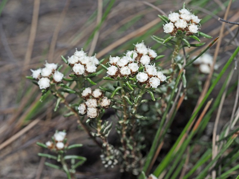 Ifloga decumbens photo 6