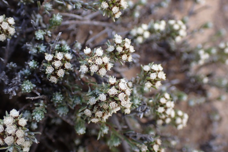 Ifloga decumbens photo 7