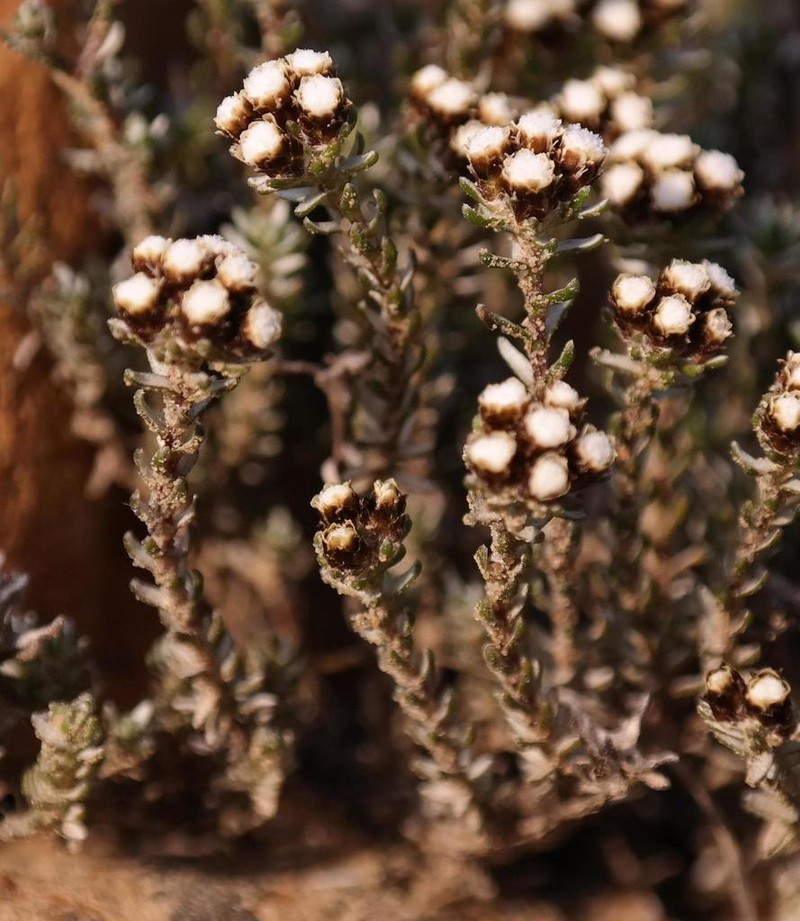 Ifloga decumbens photo 8