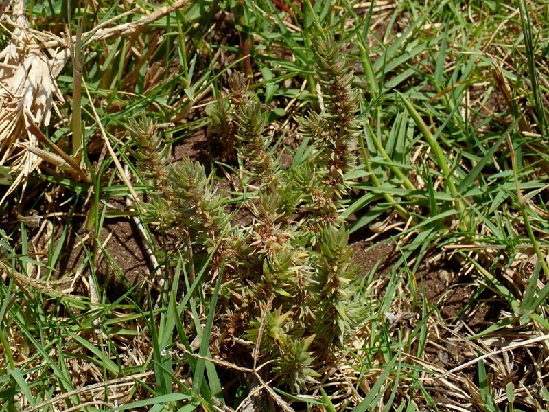 Ifloga glomerata