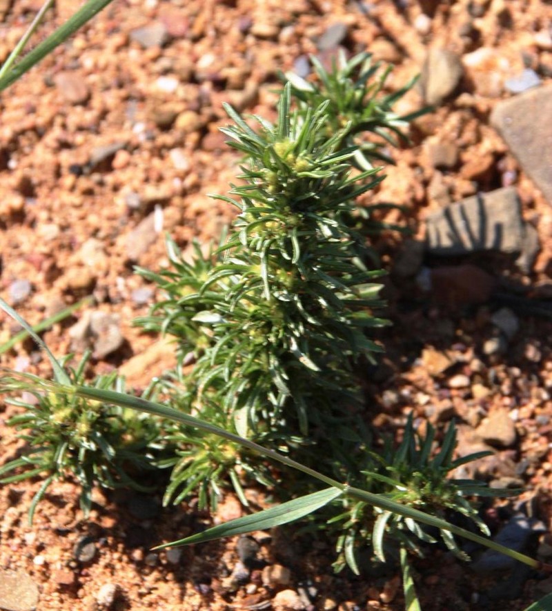 Ifloga glomerata photo 2