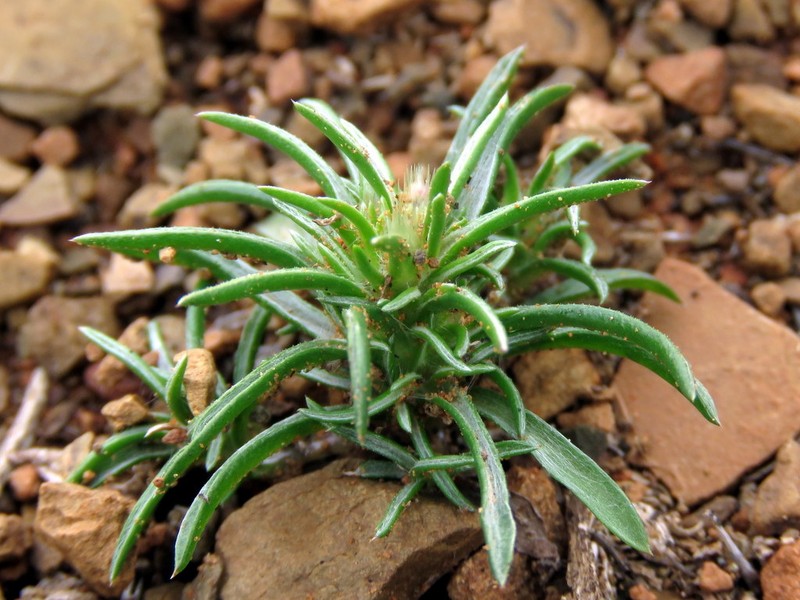 Ifloga glomerata photo 3