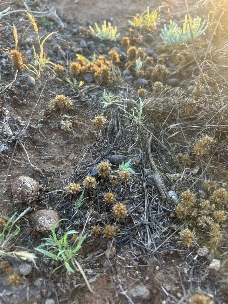 Ifloga glomerata photo 4