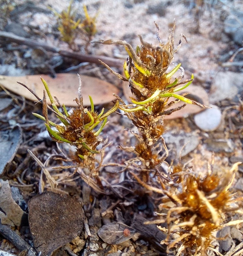 Ifloga glomerata photo 6