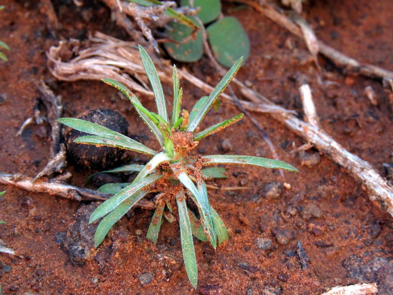 Ifloga glomerata photo 8