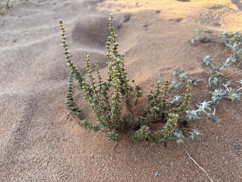 Ifloga lerouxiae