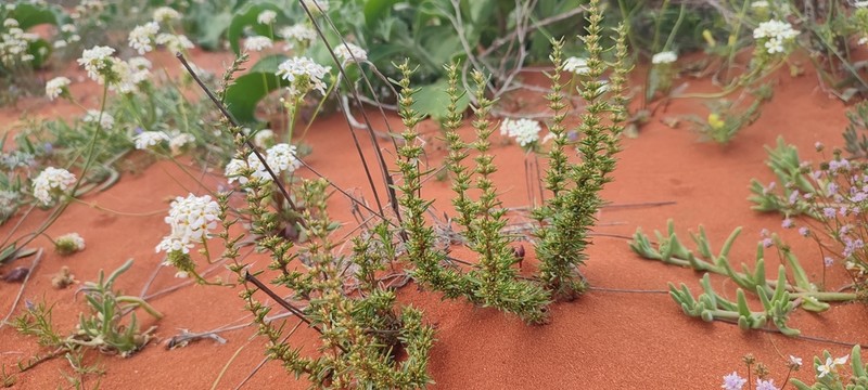 Ifloga lerouxiae photo 6