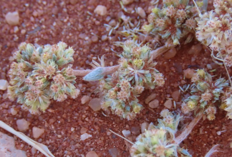 Ifloga molluginoides photo 7