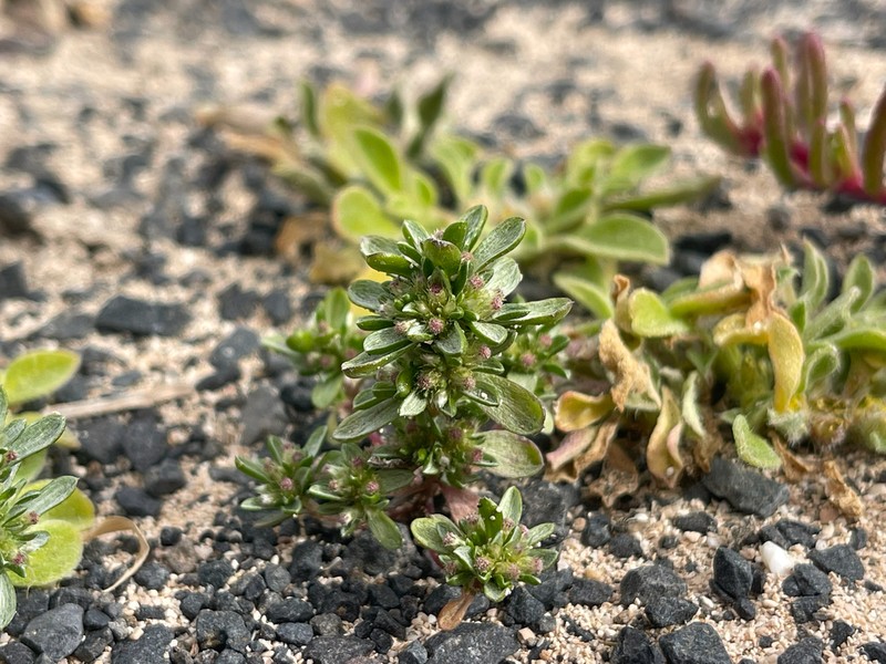 Ifloga obovata