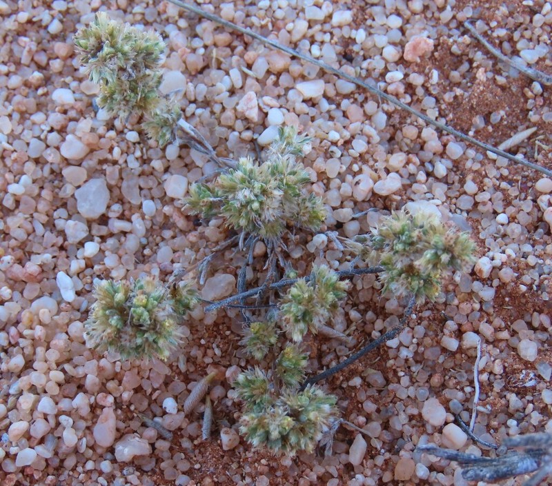 Ifloga paronychioides