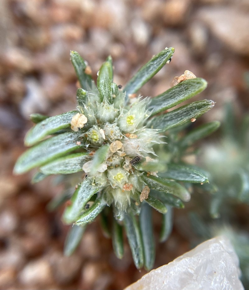 Ifloga paronychioides photo 4