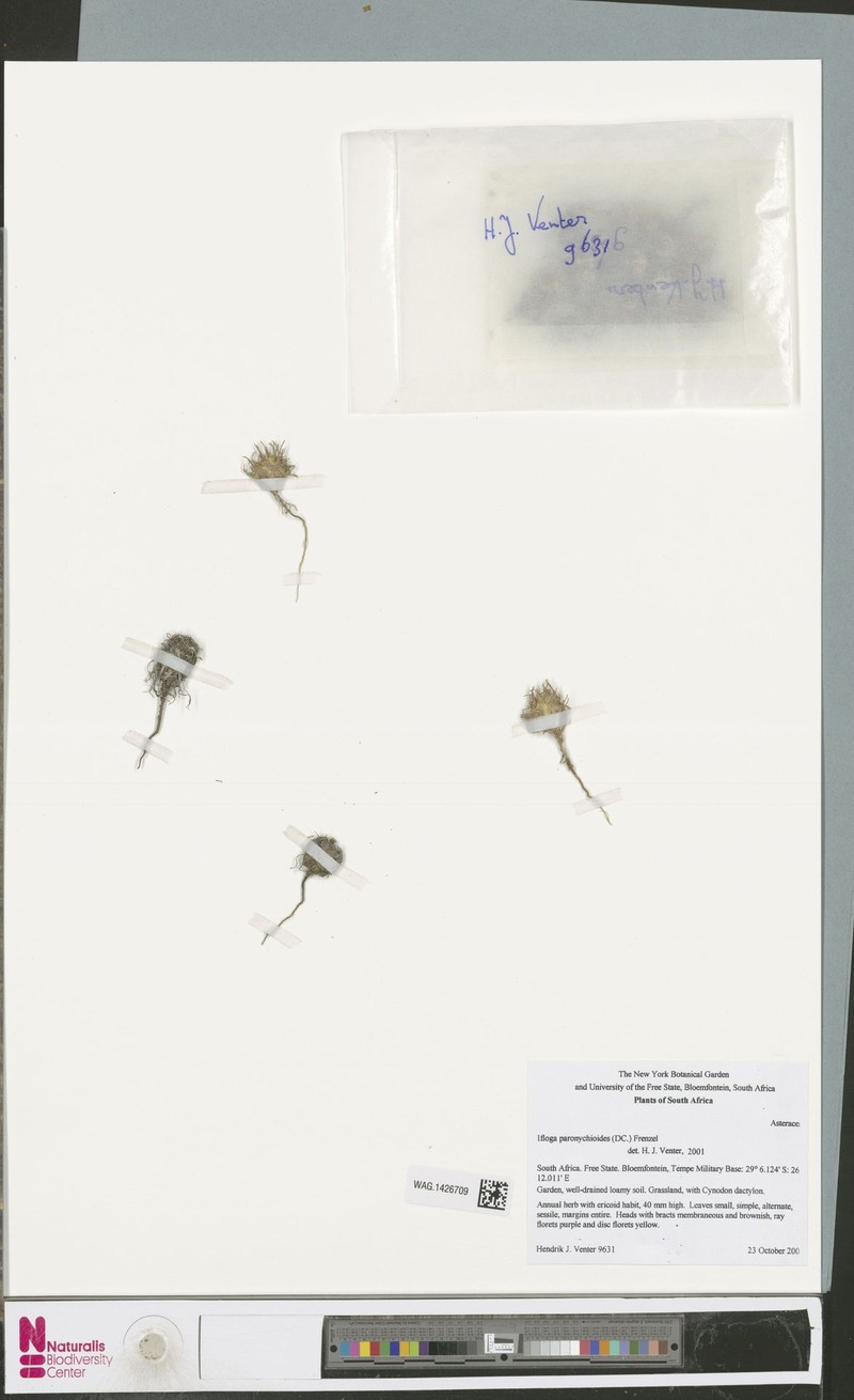 Ifloga paronychioides photo 5