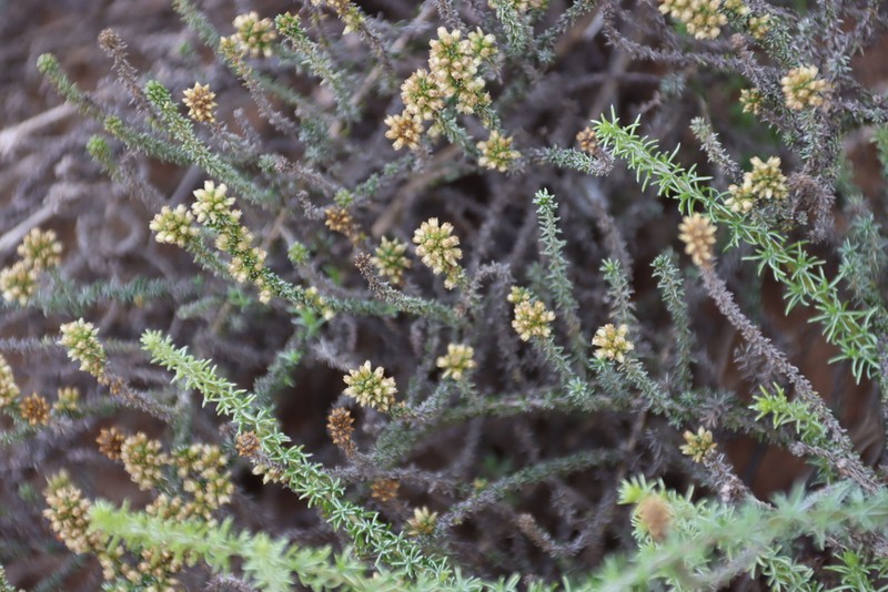 Ifloga pilulifera