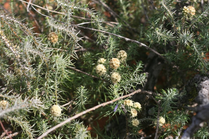 Ifloga pilulifera photo 2