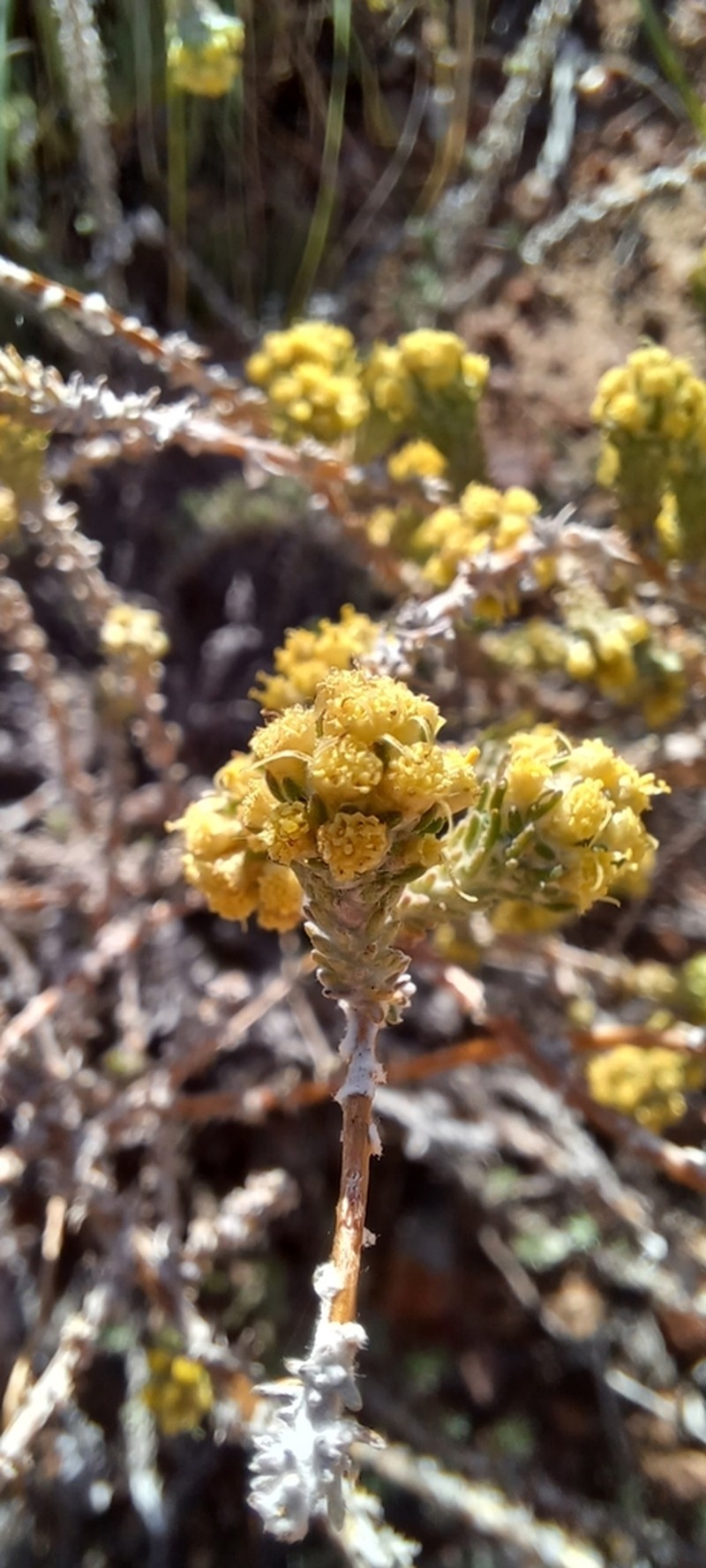 Ifloga pilulifera photo 3