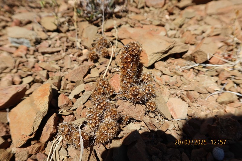 Ifloga polycnemoides