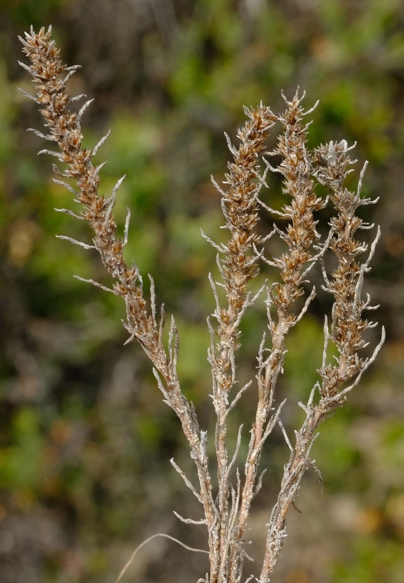 Ifloga polycnemoides photo 2