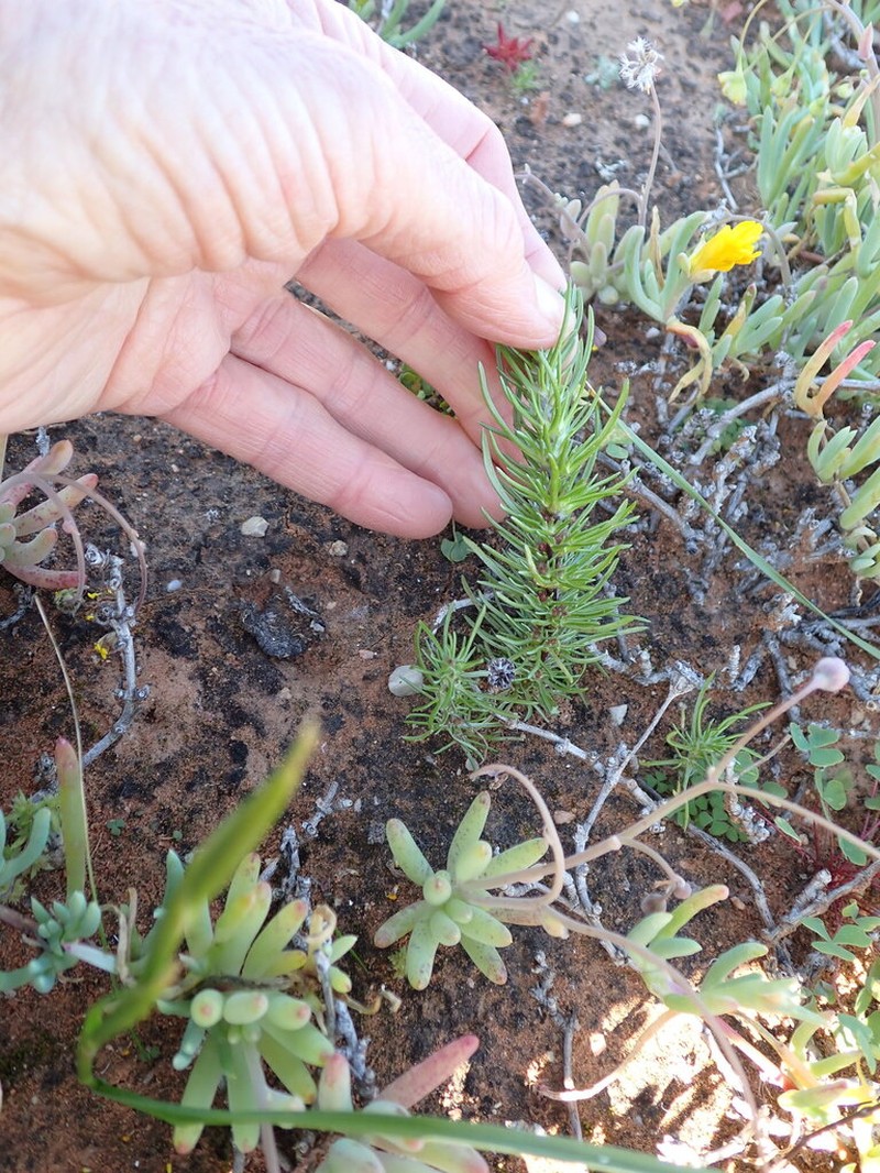 Ifloga polycnemoides photo 3