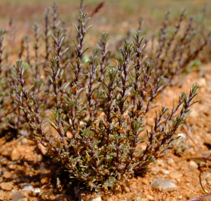 Ifloga polycnemoides photo 4