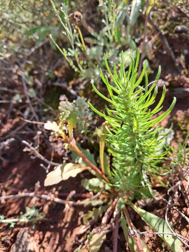 Ifloga polycnemoides photo 5