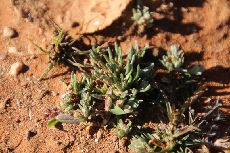 Ifloga polycnemoides photo 6