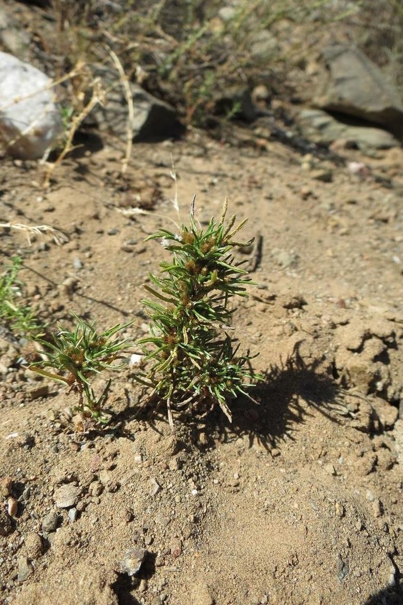 Ifloga polycnemoides photo 7