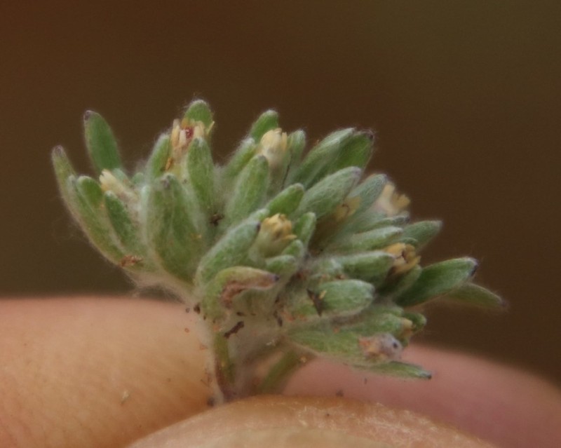 Ifloga polycnemoides photo 8