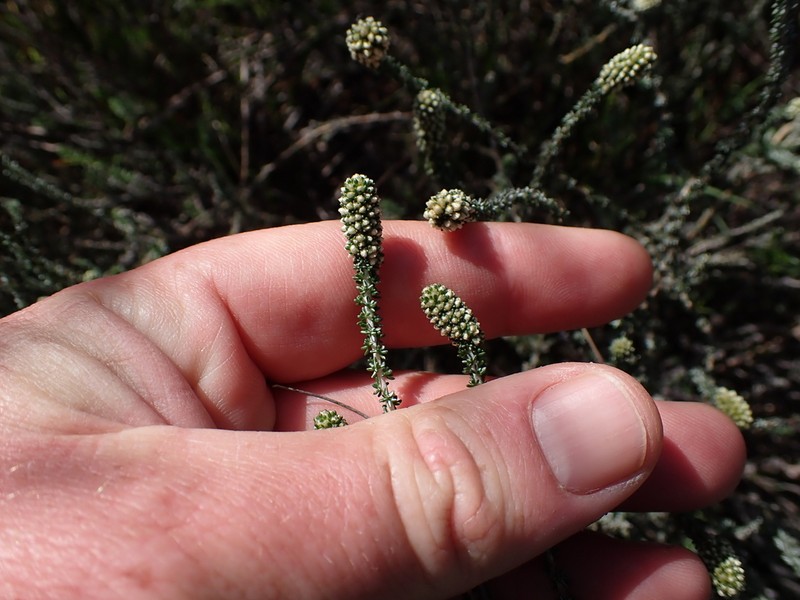 Ifloga repens photo 2