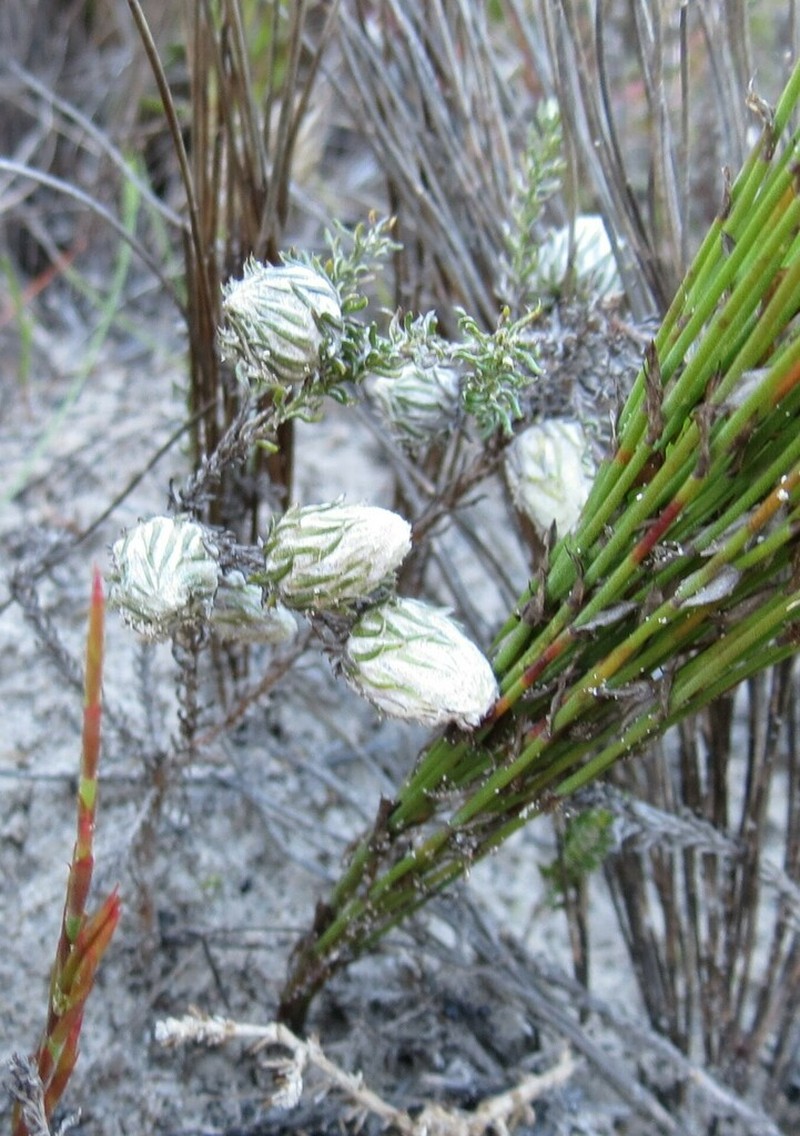 Ifloga repens photo 3