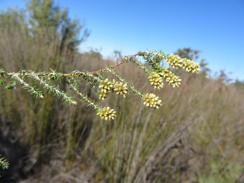 Ifloga repens photo 4