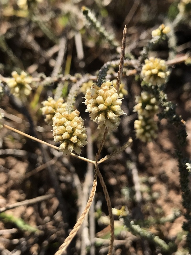 Ifloga repens photo 5