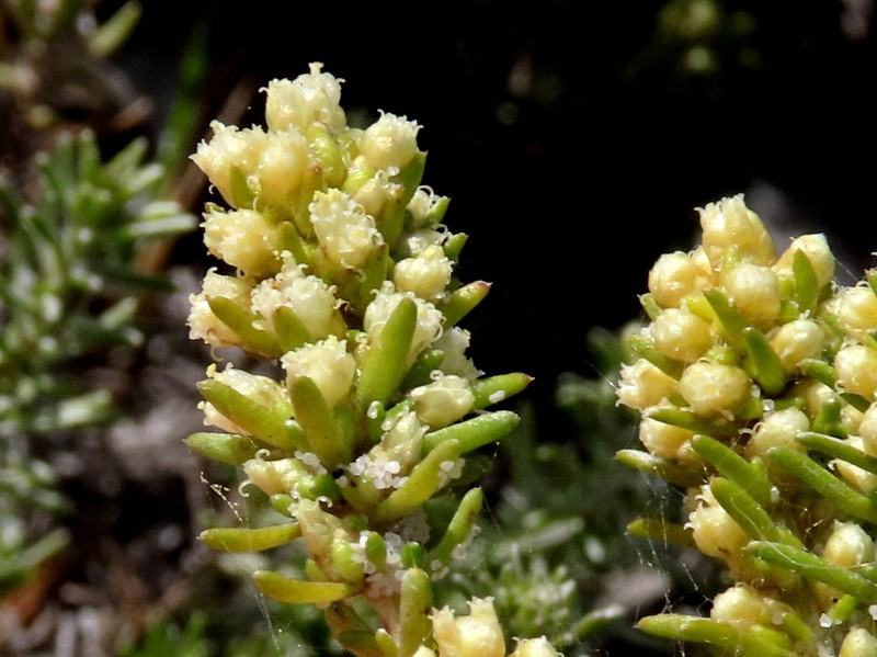 Ifloga repens photo 6