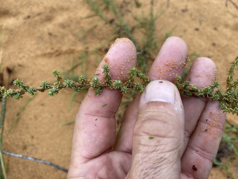 Ifloga repens photo 7