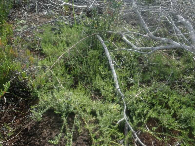 Ifloga repens photo 8