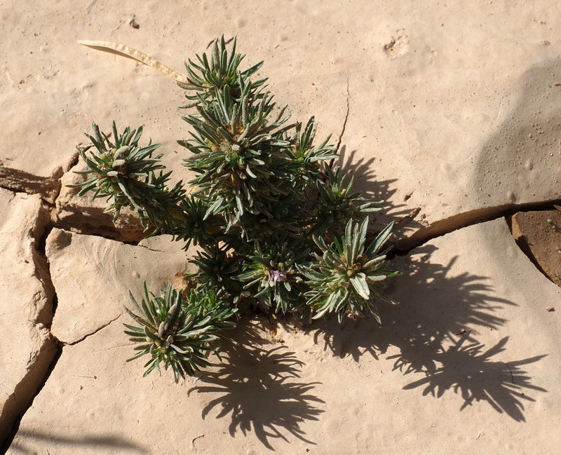 Ifloga spicata