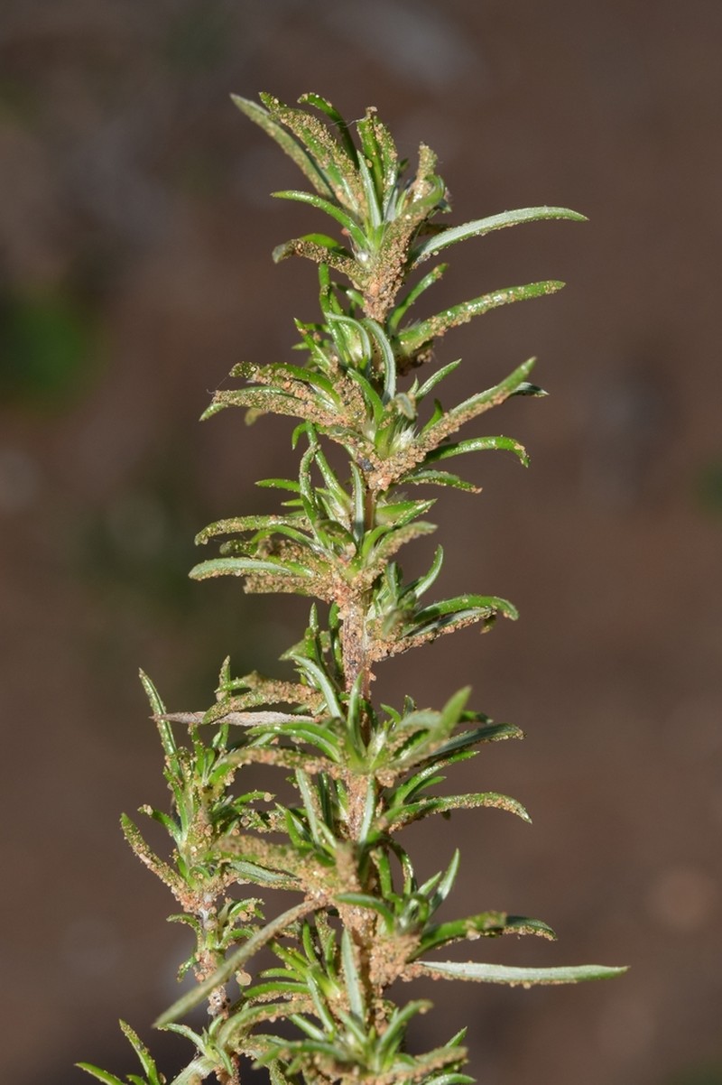 Ifloga spicata photo 2