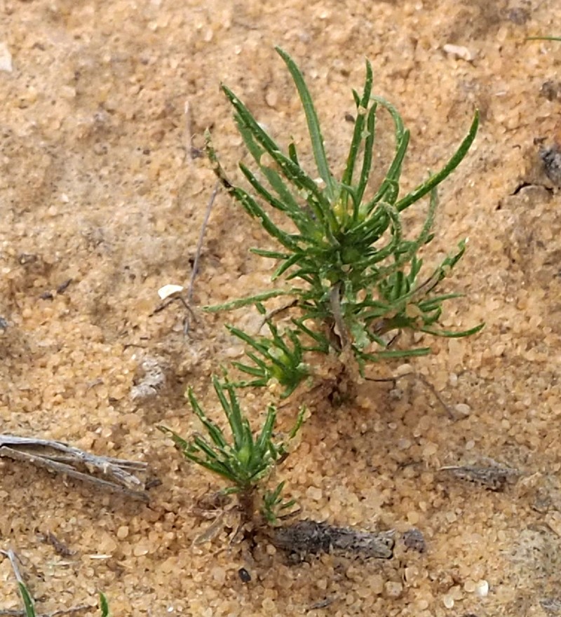 Ifloga spicata photo 4