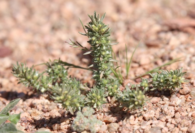 Ifloga spicata photo 5